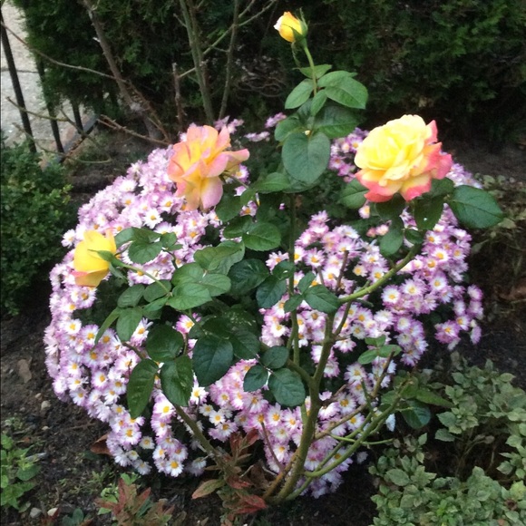 Meet your Posher, Lisa - Picture 5 of 8